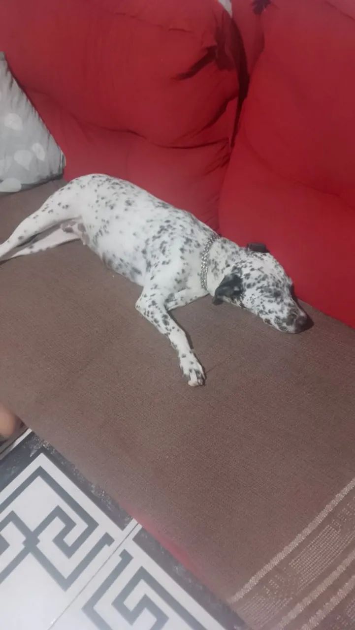 Adoção de dálmata  - Foto 2