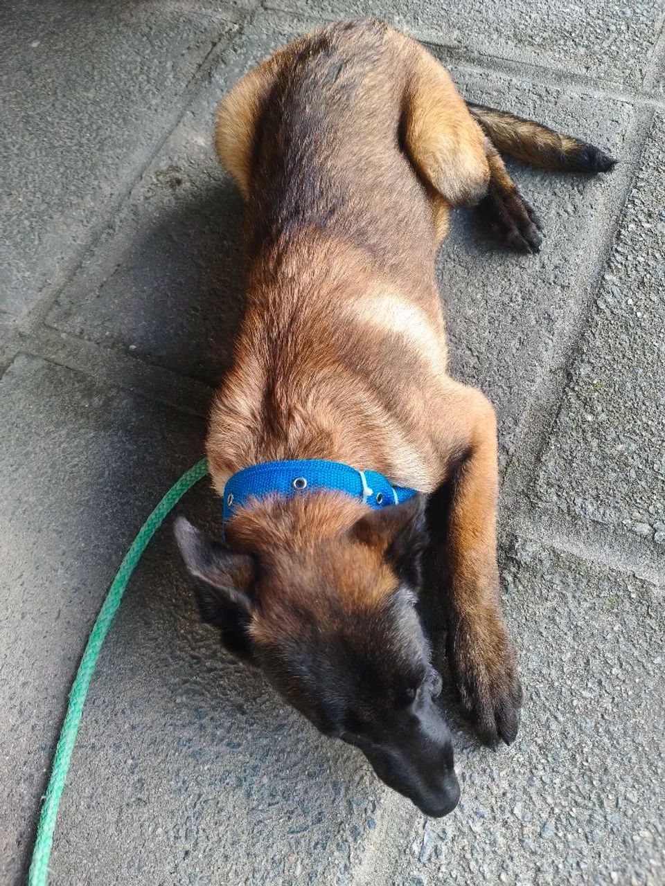 Belga malinois  - Foto 2