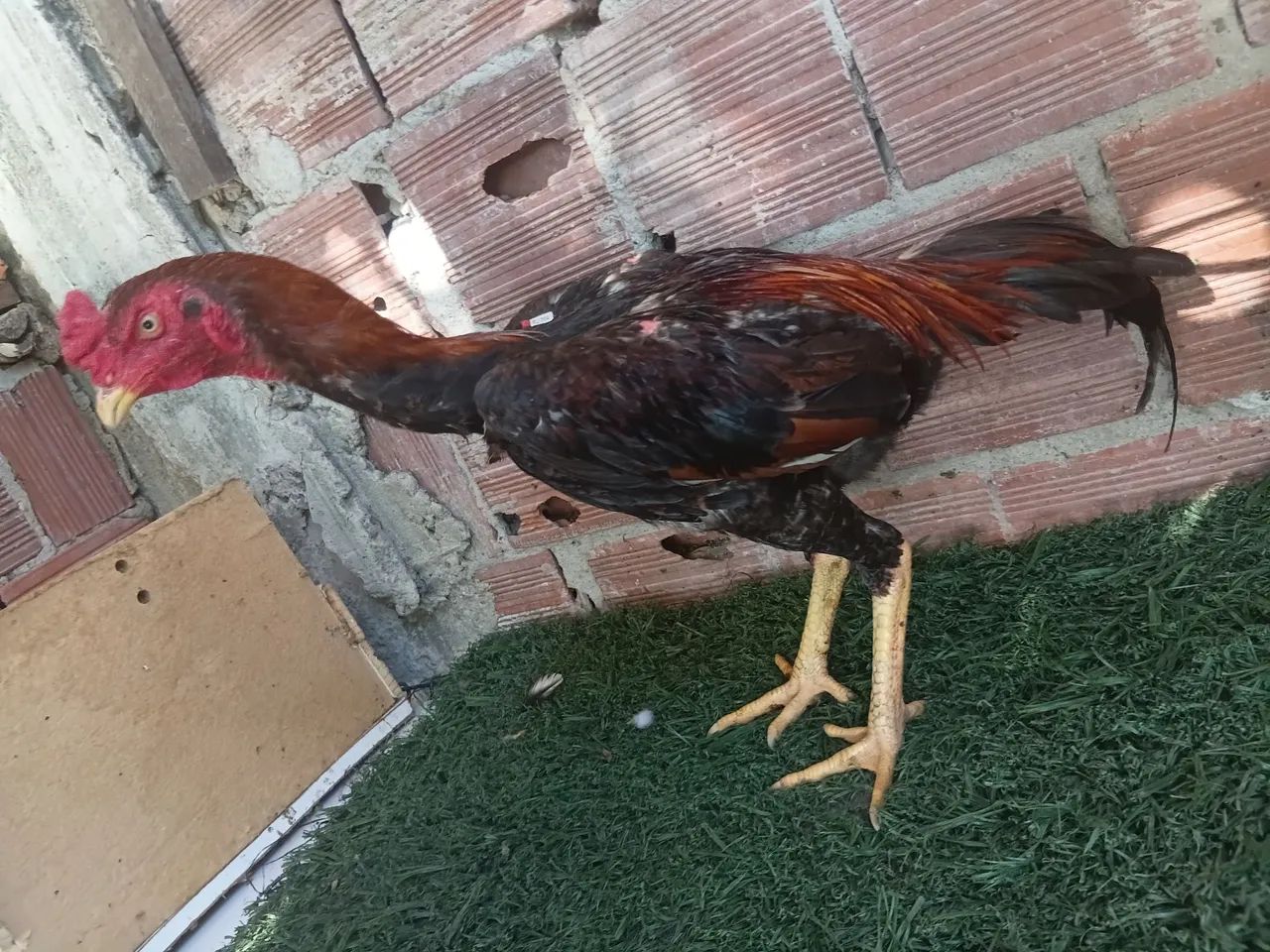 Frango indiano - Foto 2