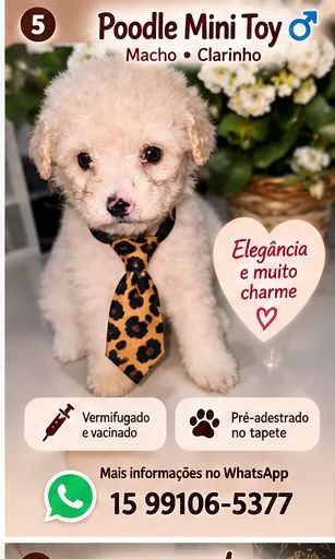 Poodle mini toy  machos - Foto 4