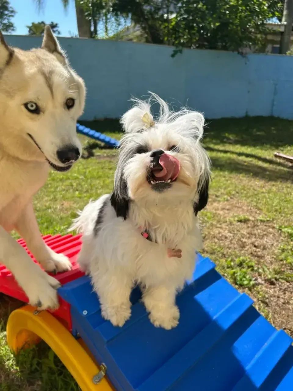 Connect Dogs - Creche, banho e hotel Pet - Foto 3