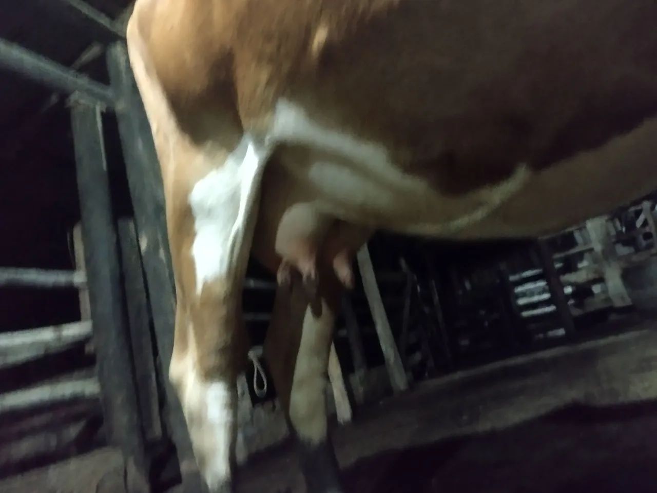 Vaca - Foto 2