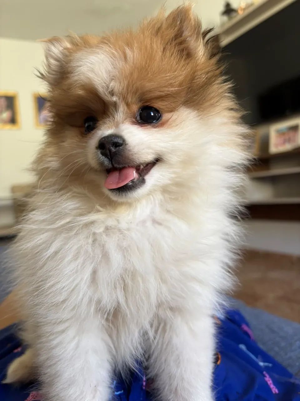 Spitz Alemão  - Foto 2