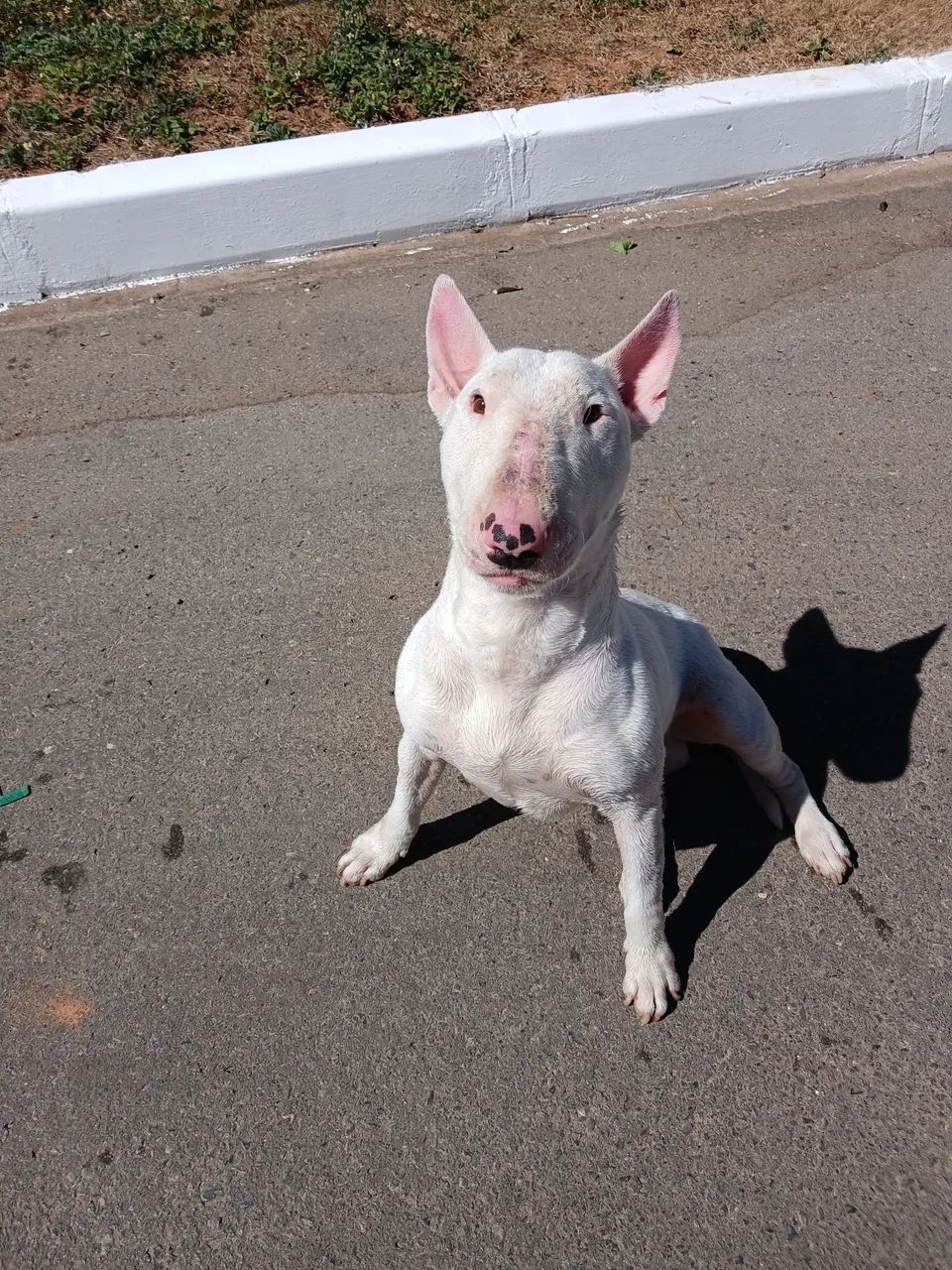 Bull terrier macho