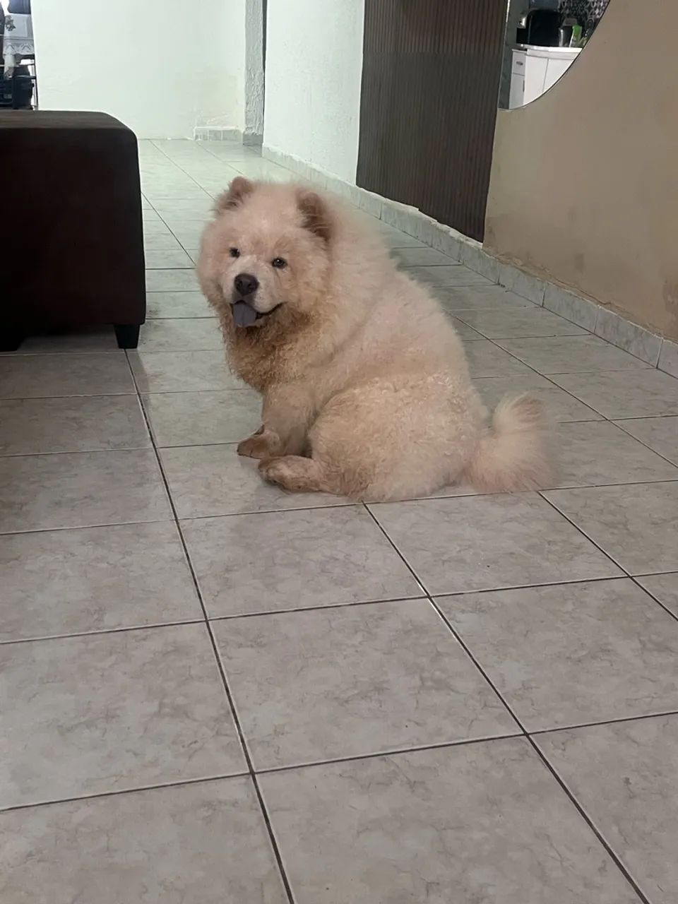 Chow chow americano  - Foto 2