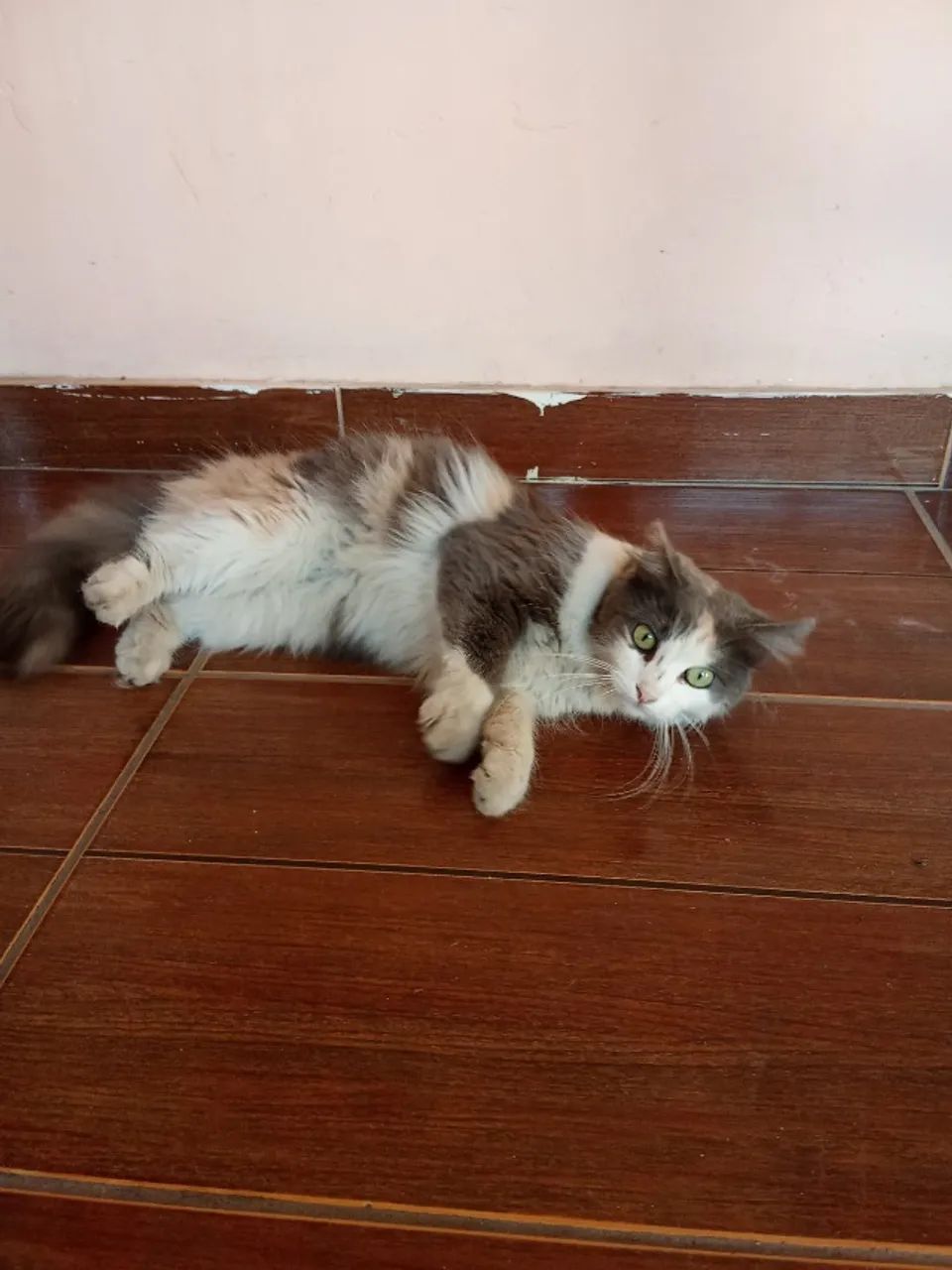 Gato para Adoção  - Foto 2