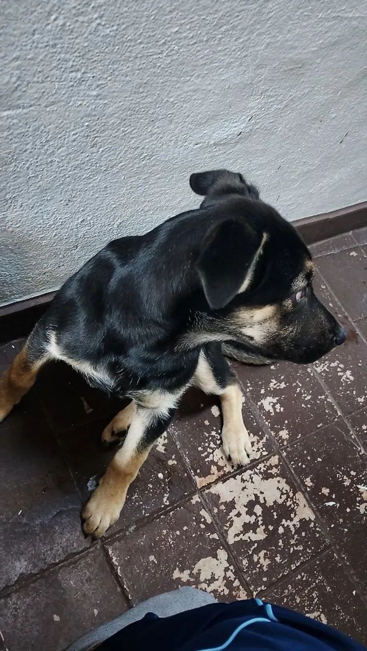 Doação deste Cão. - Foto 3