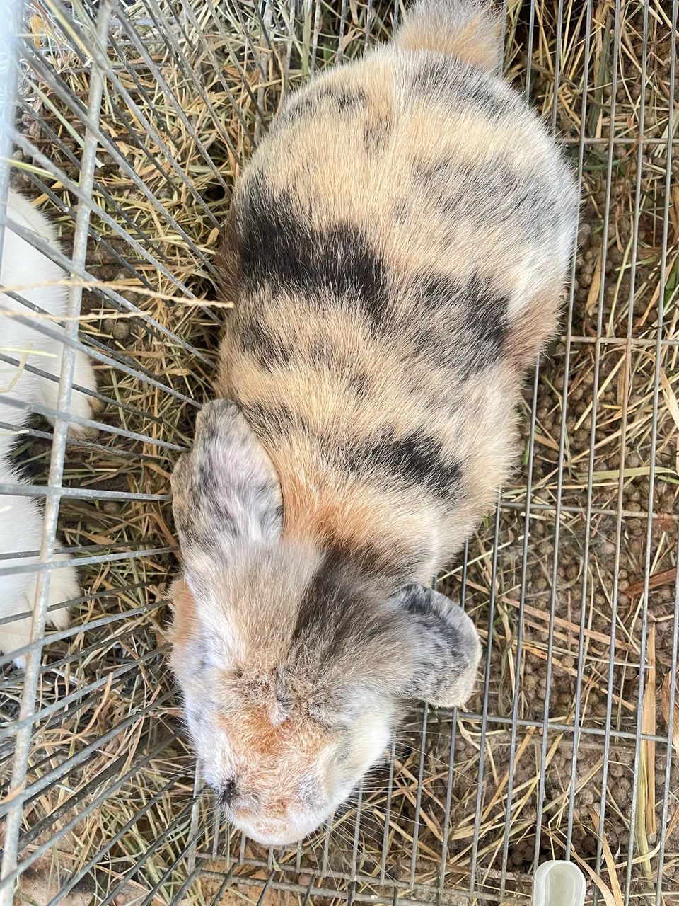 Coelho mini lop macho 7 meses - Foto 3