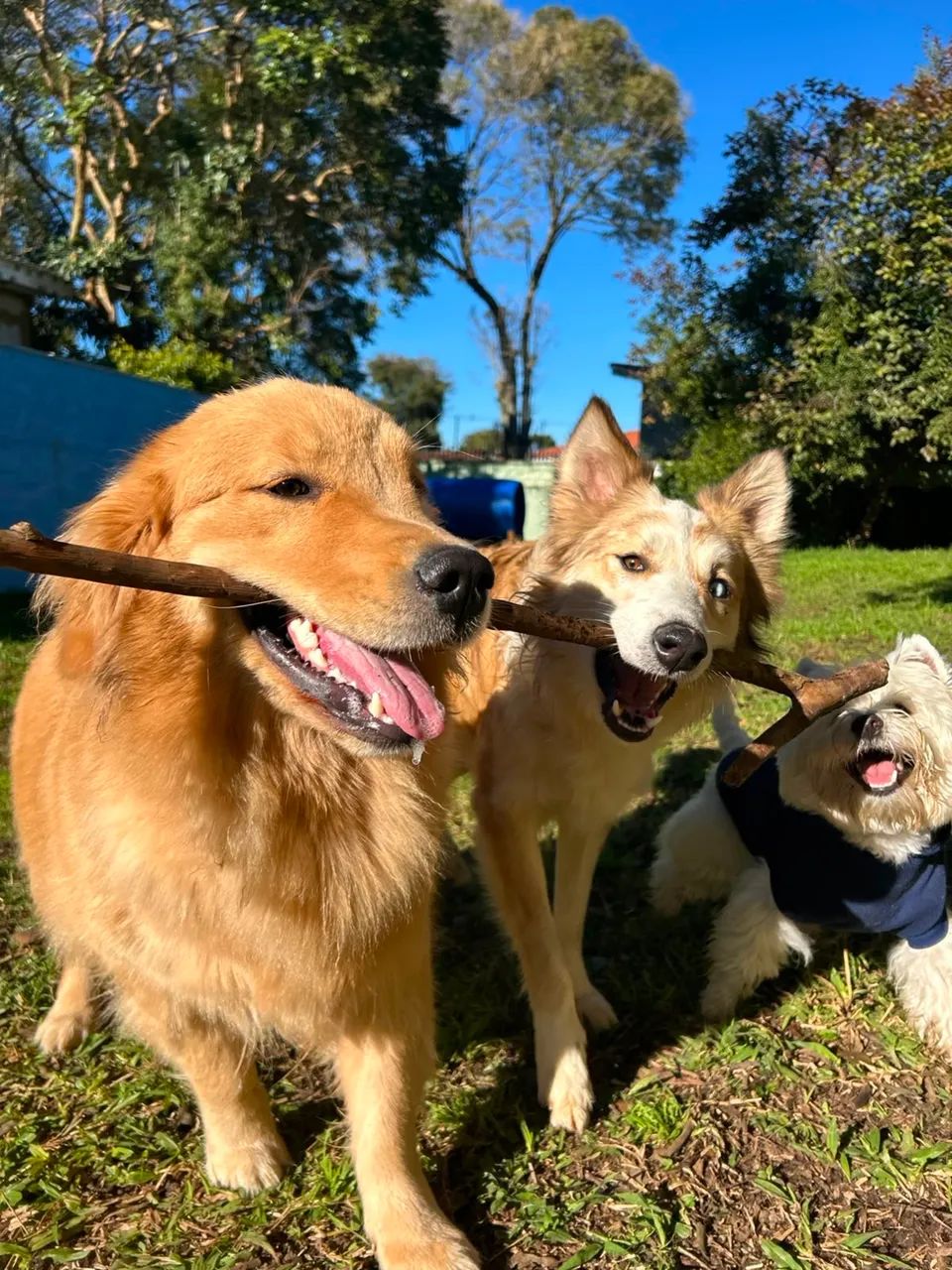 Connect Dogs - Creche, banho e hotel Pet - Foto 4