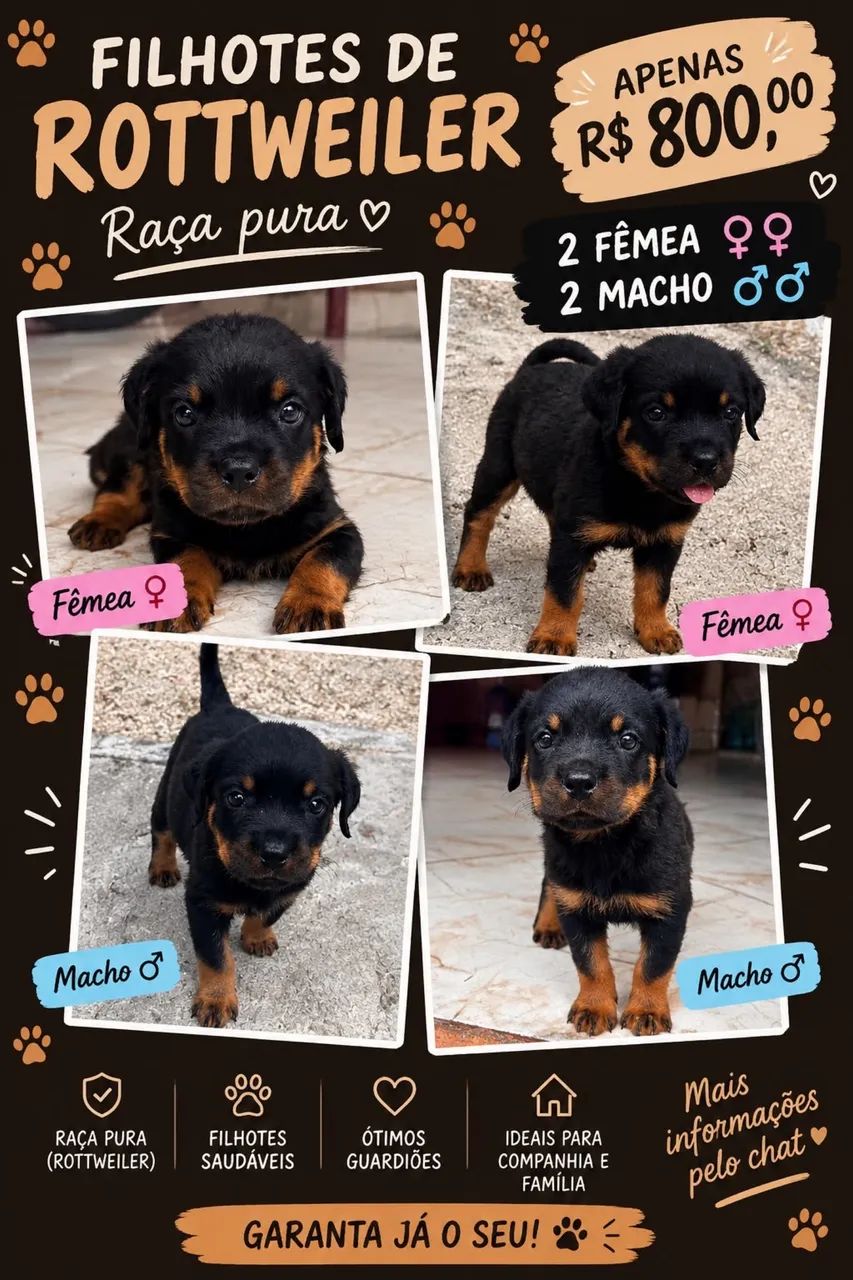 Rottweiler 