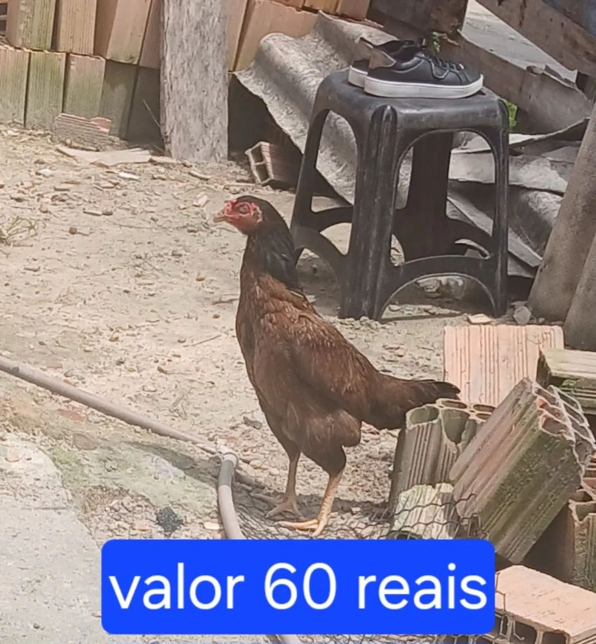 galinhas  - Foto 2