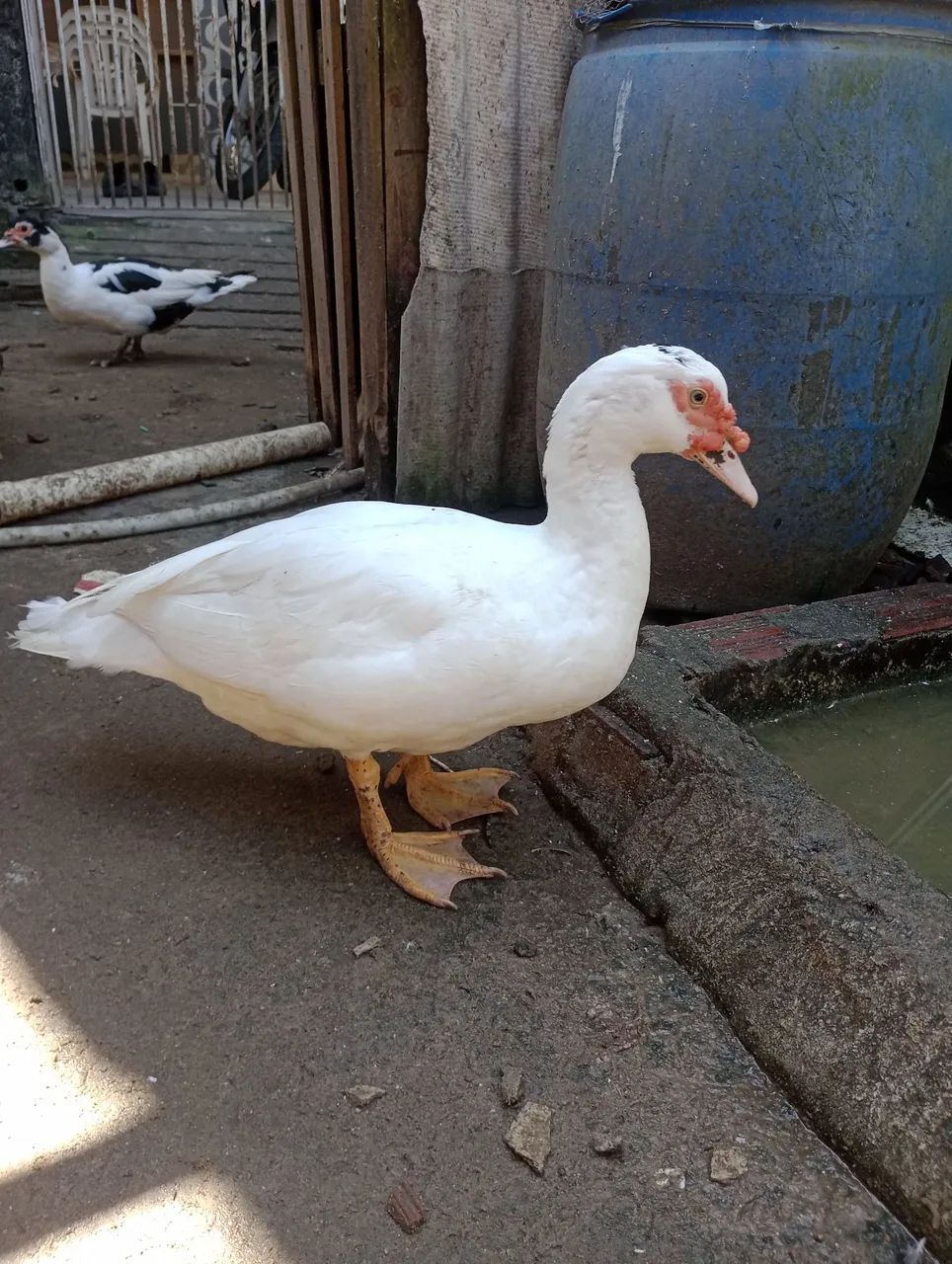 Pato - Foto 5