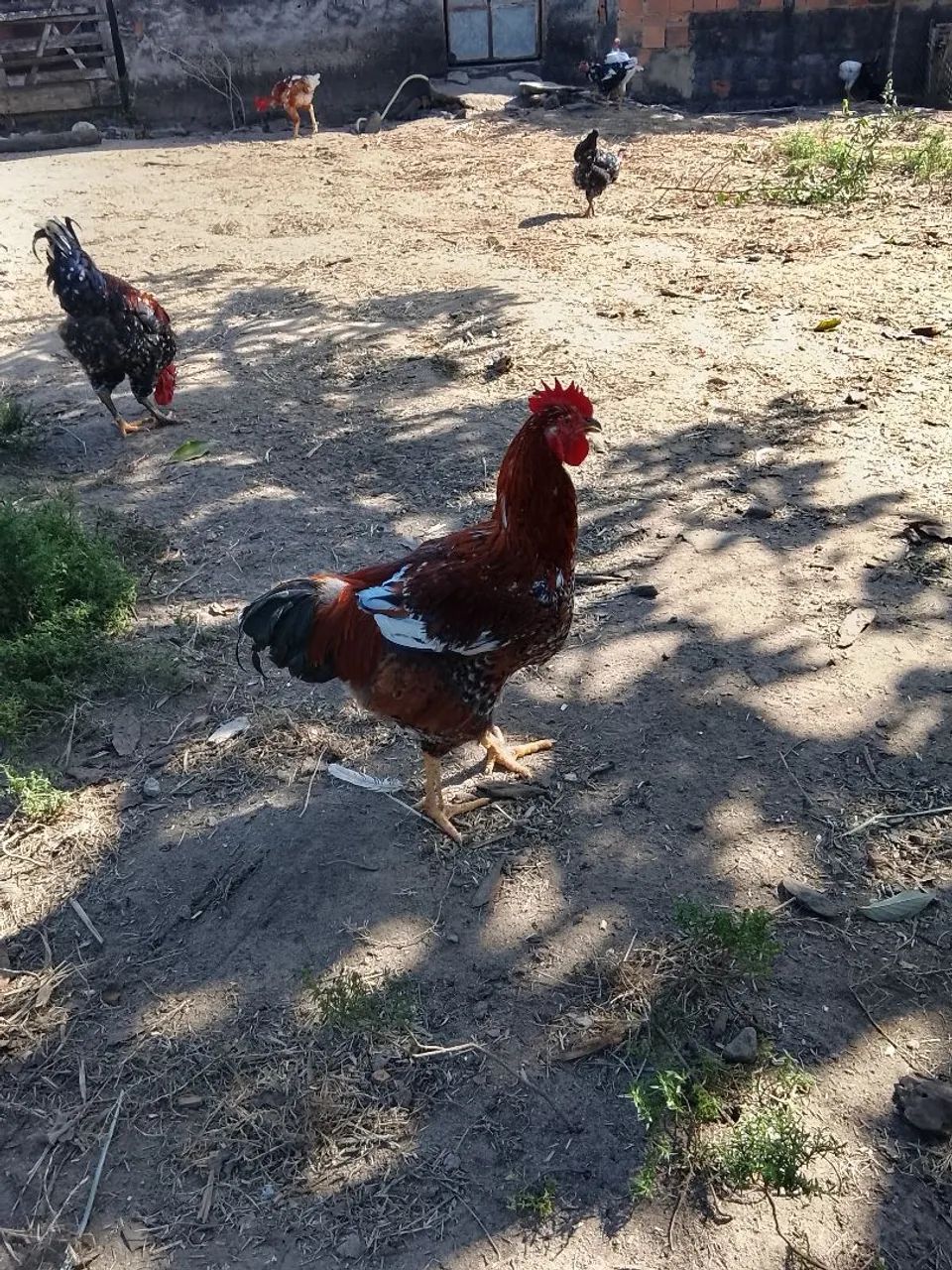 Vendo Frango GSB, Mil flores.