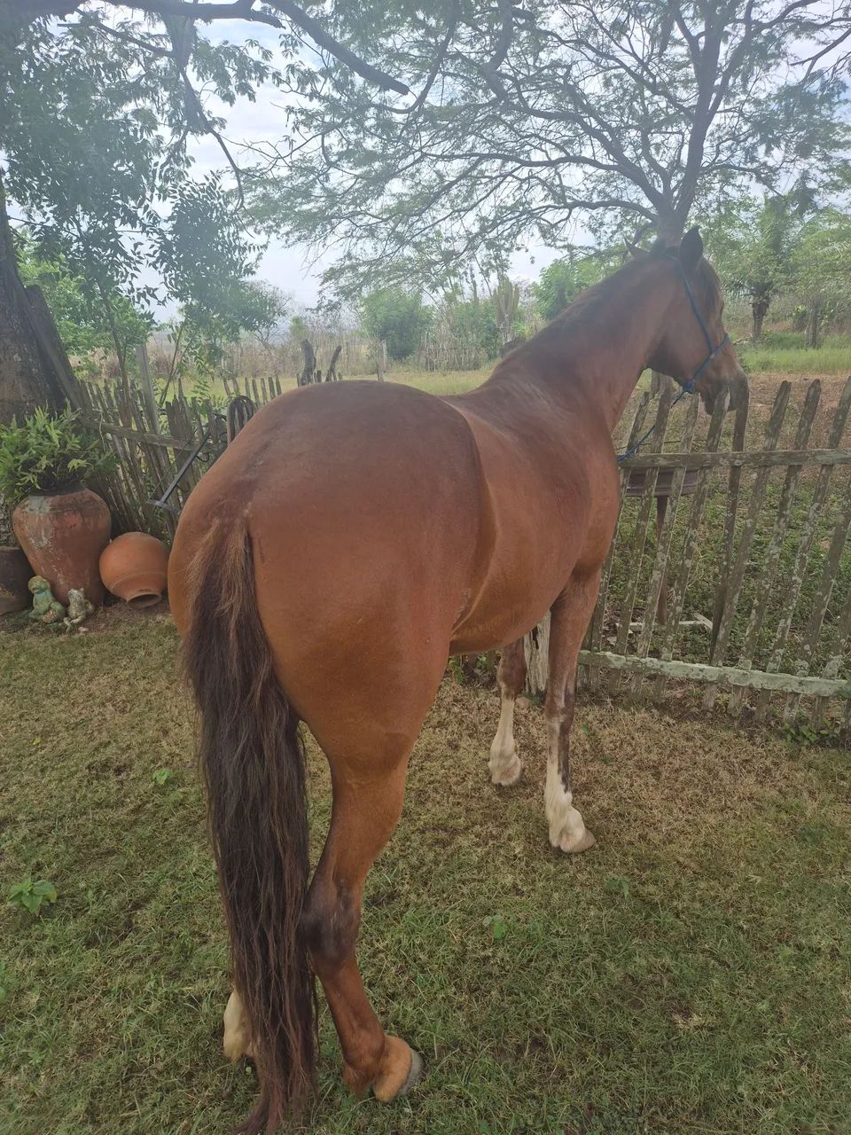 Vendo égua de picado. - Foto 5