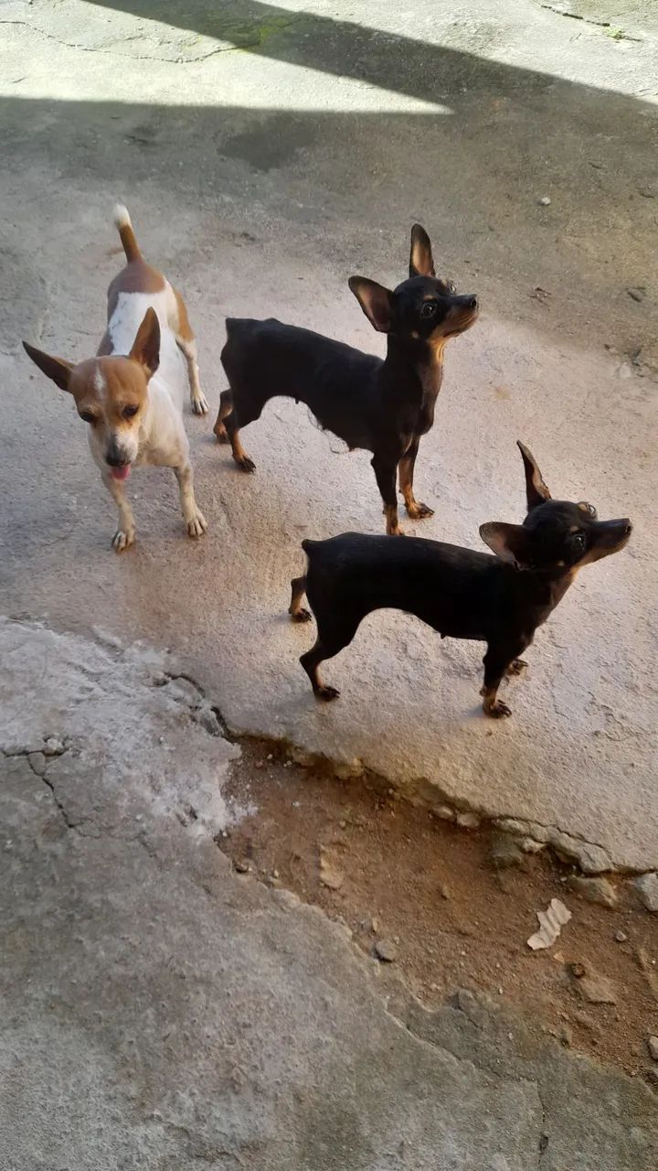 Vendo pinscher  - Foto 5