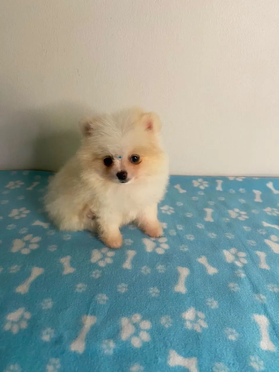 spitz anão  - Foto 3