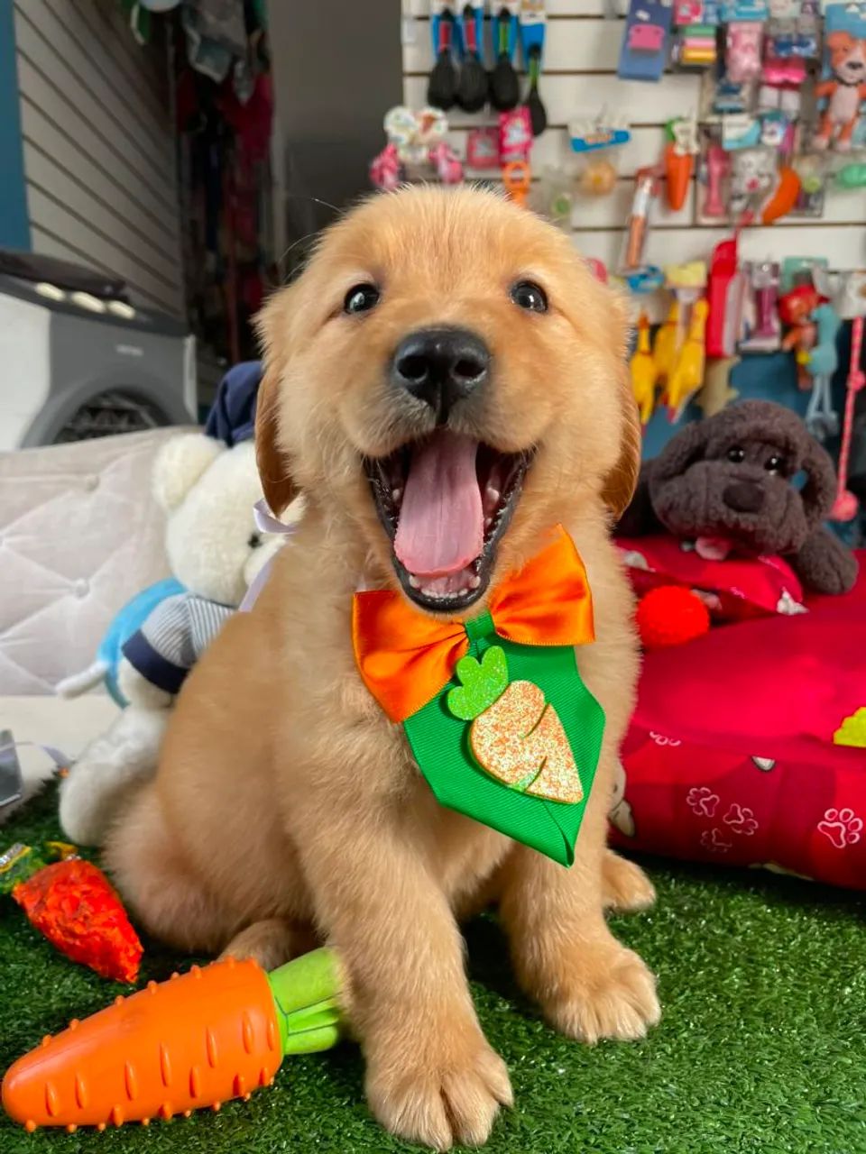 Golden Retriever macho dourado 