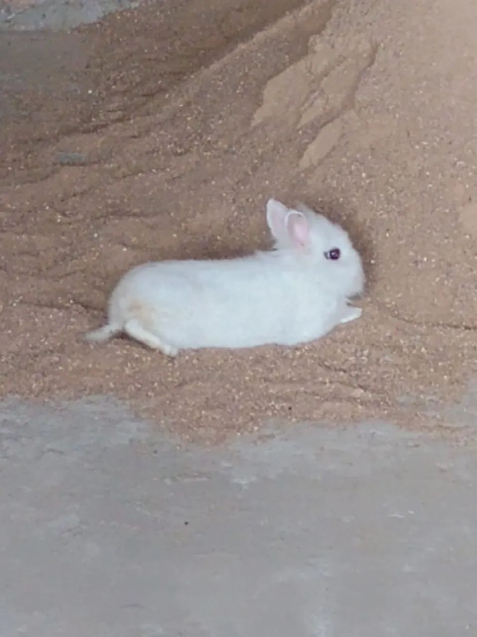 Bichos 
