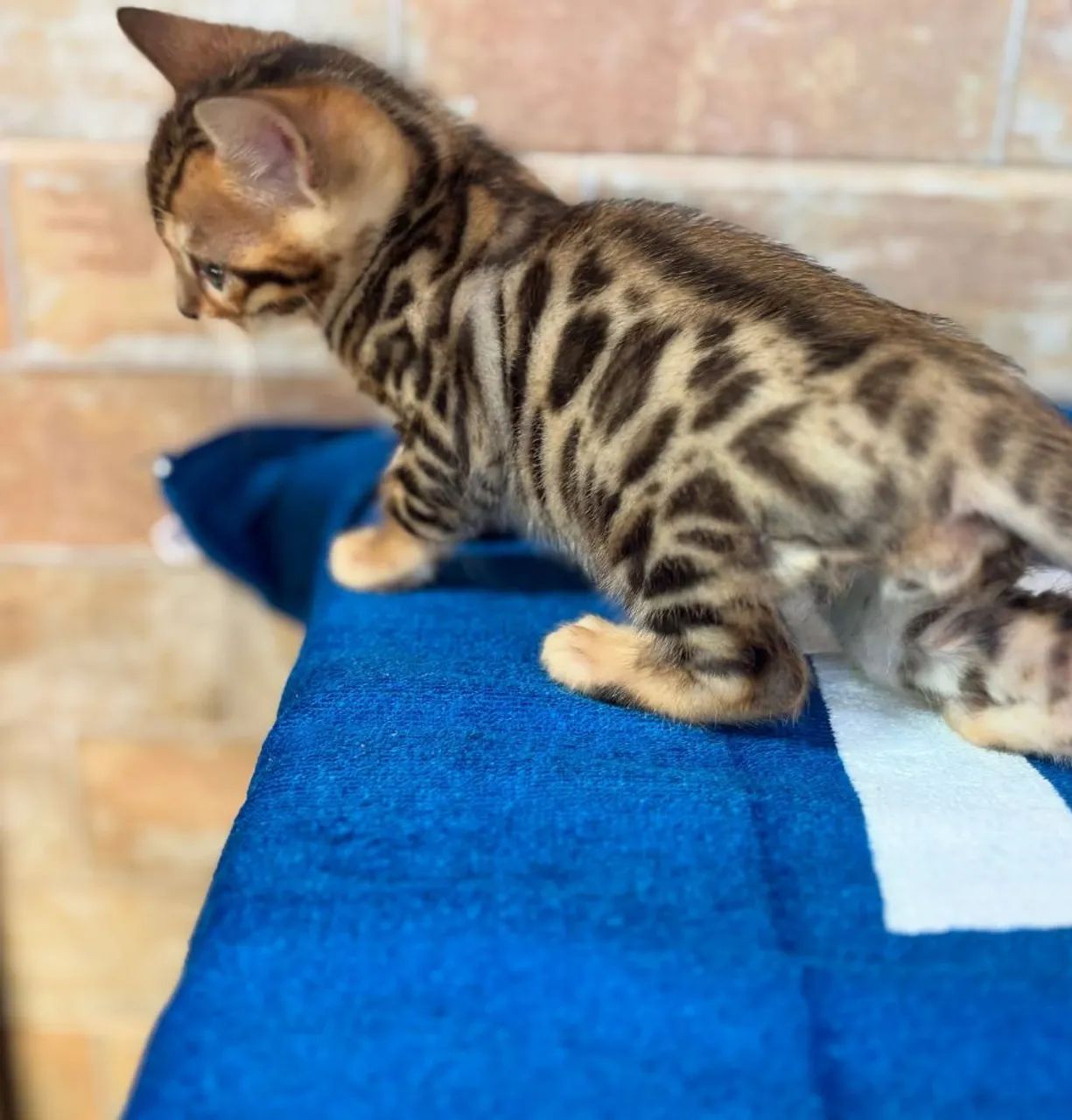 BENGAL CAT MACHO  - Foto 2