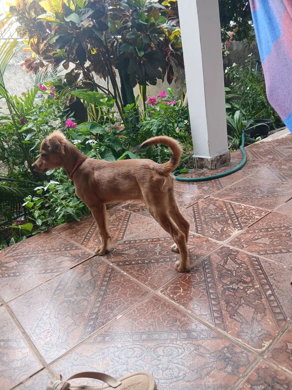 Adoção  - Foto 2