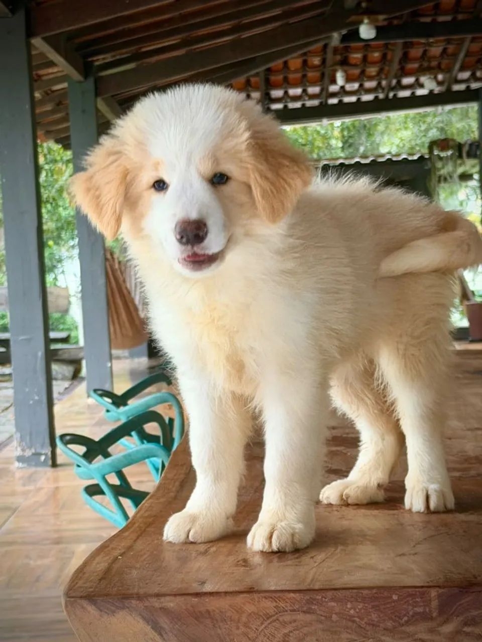 BORDER collie para Nova Iguaçu 