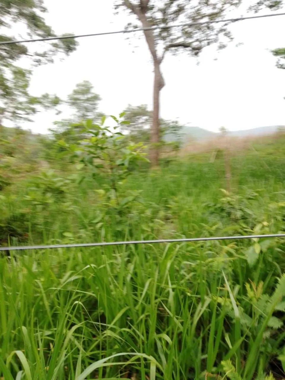 Fazenda 14 alqueires  - Foto 8