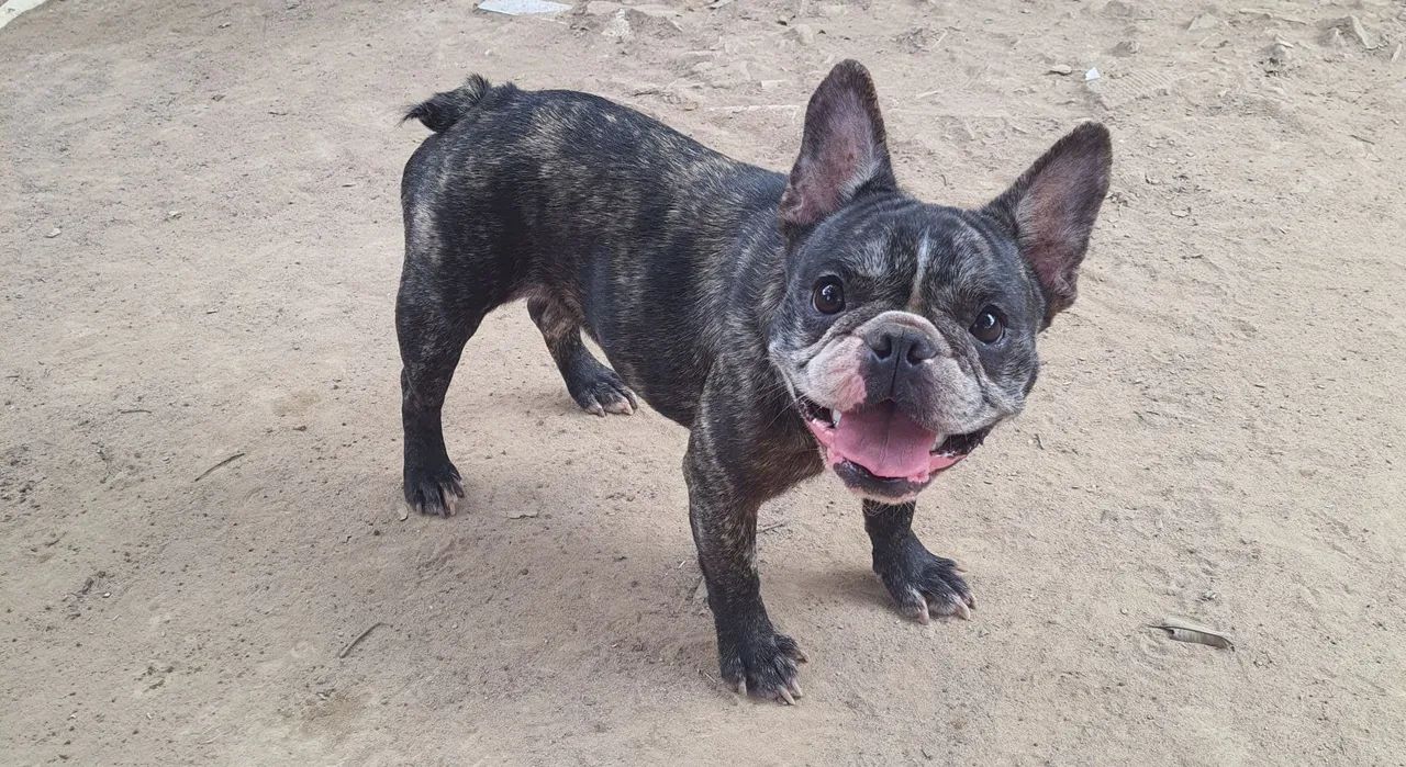 Cachorra - Foto 3