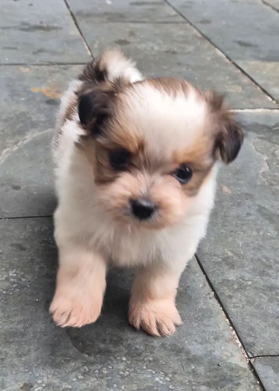 Filhotes Lhasa apso macho - Foto 5