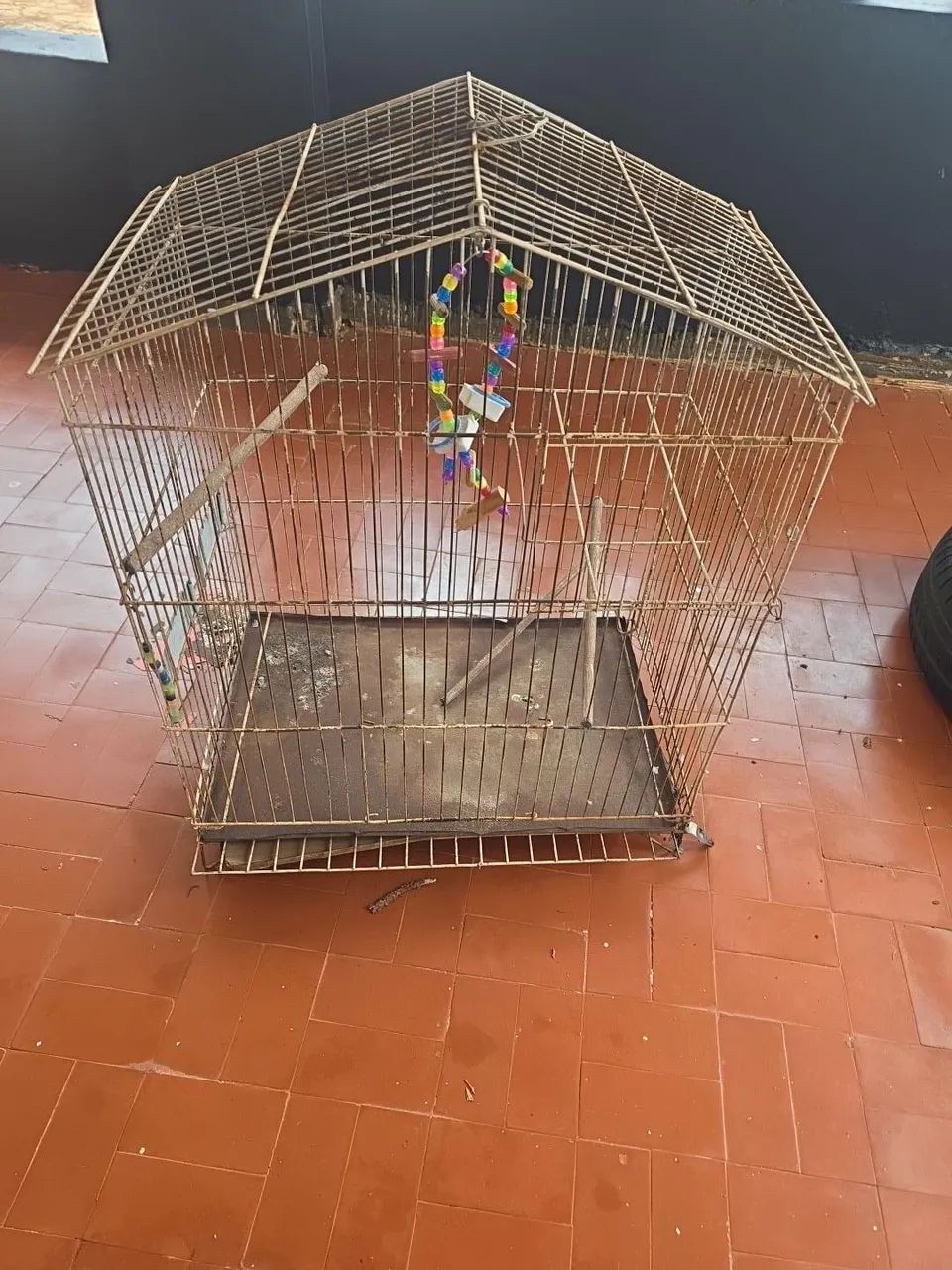 Gaio para papagaio  - Foto 3