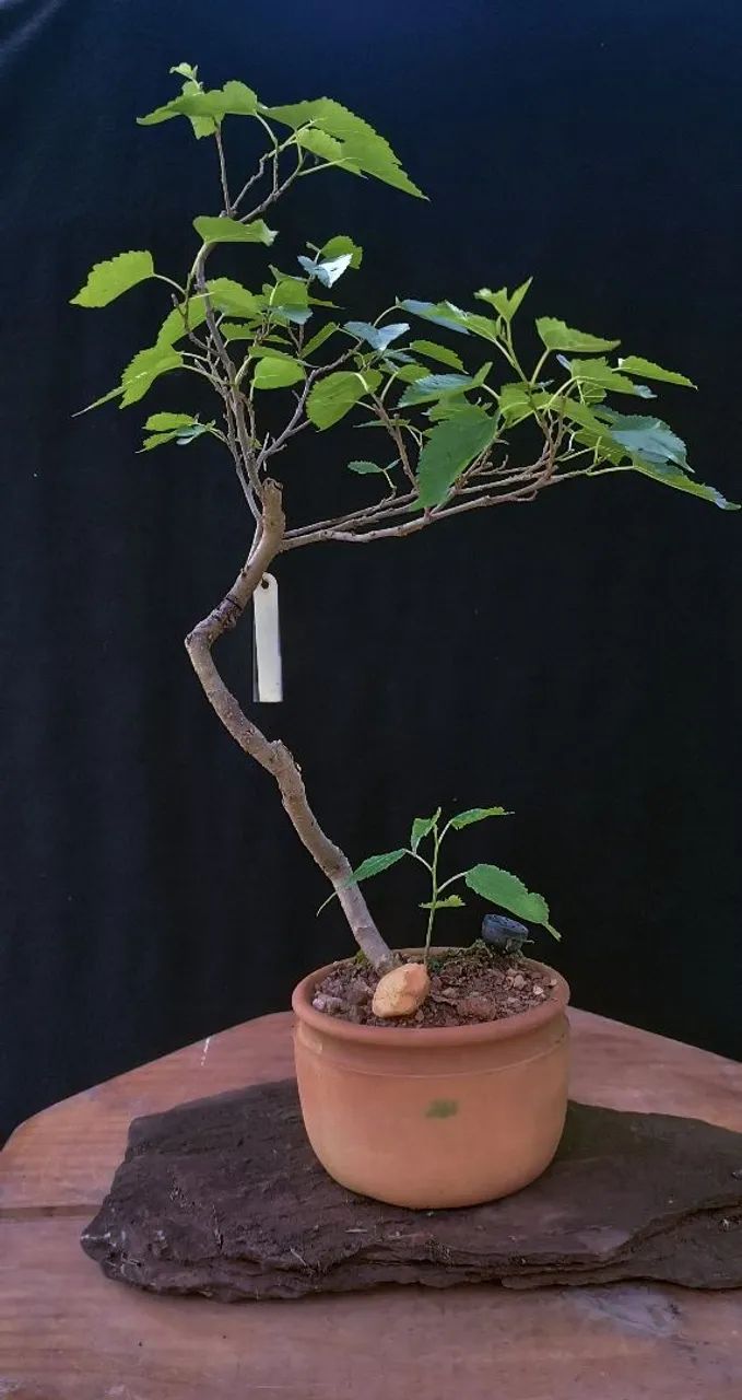 Bonsai de Amora