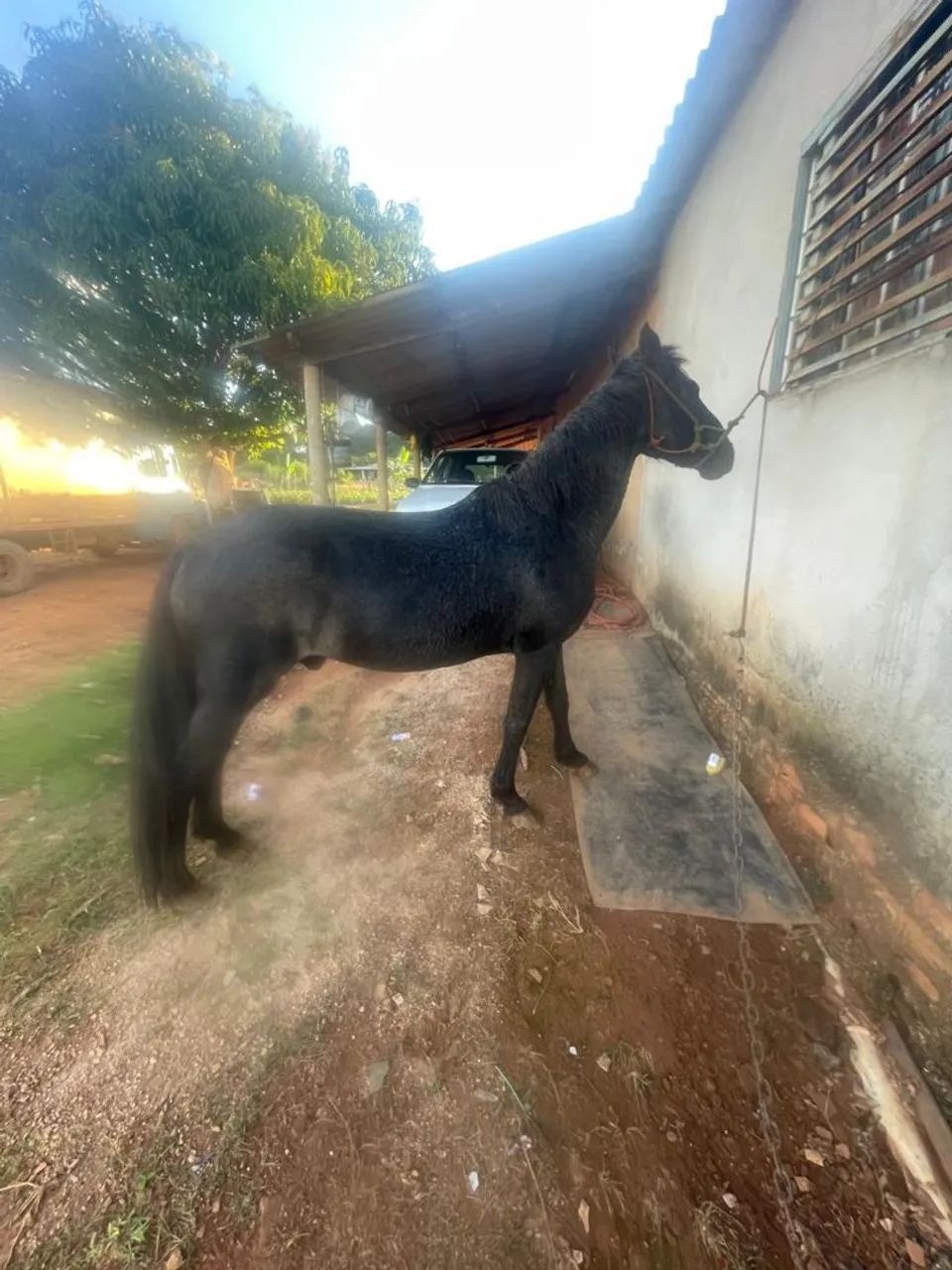 Cavalo - Foto 3