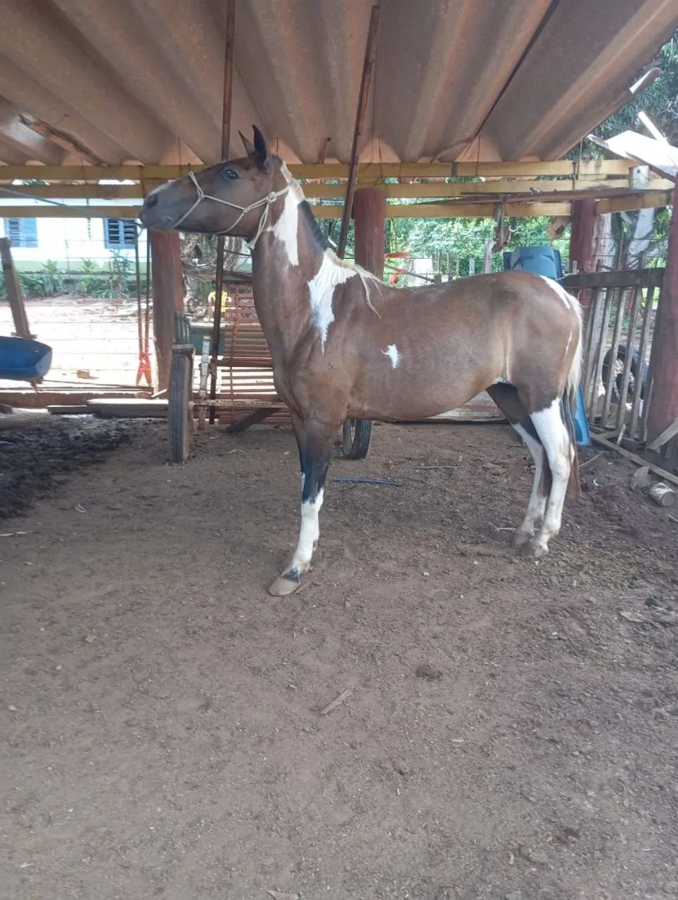 Égua bem dócil  - Foto 2