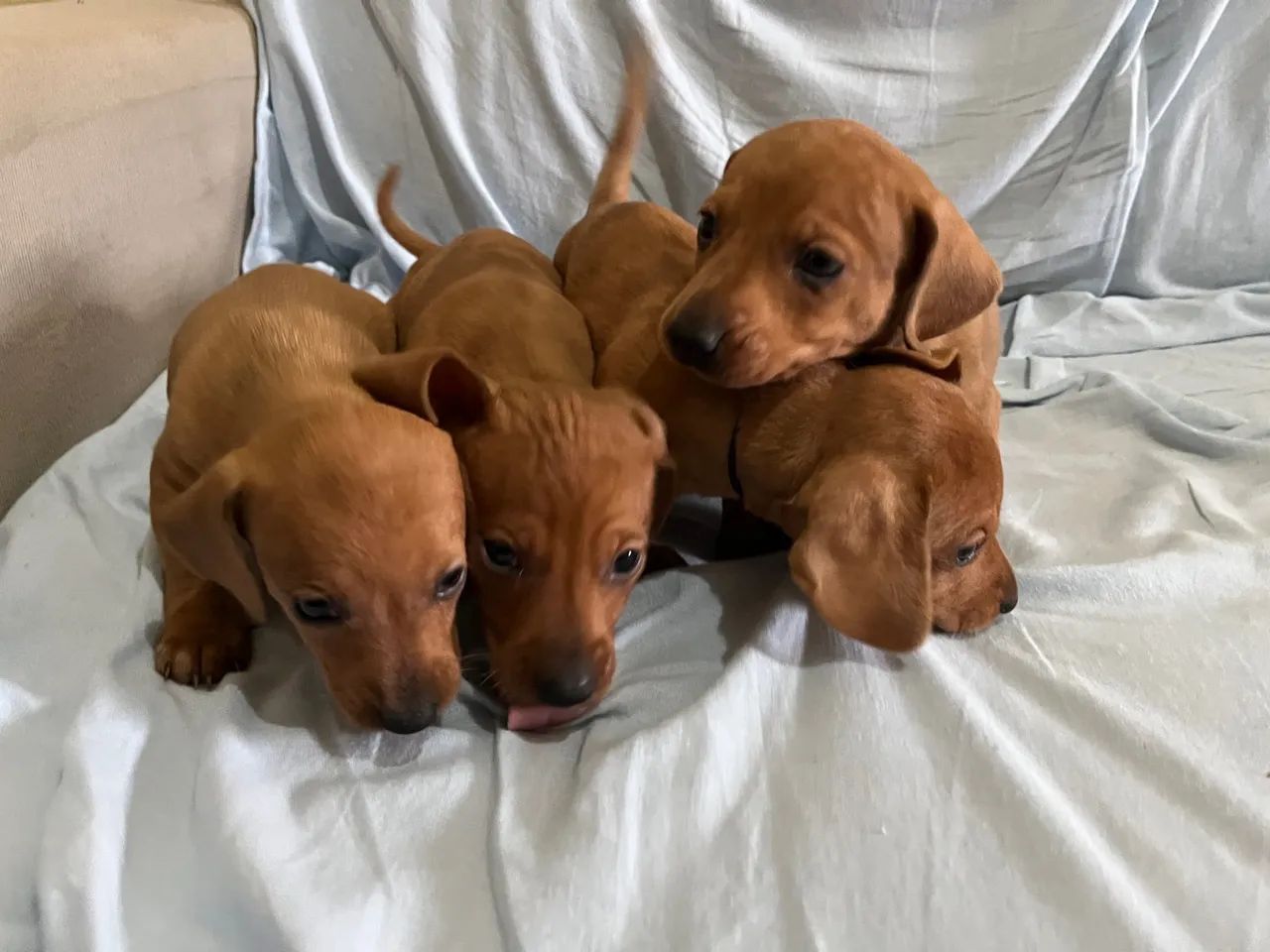 Venda de dachshund (Basset) - Foto 2