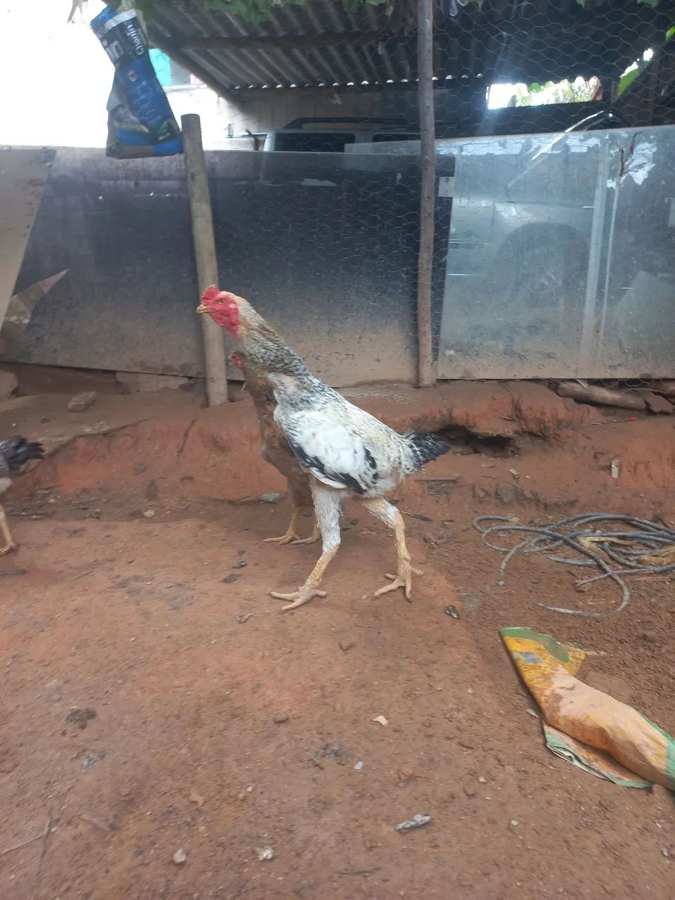 Galo indio gigante - Foto 2