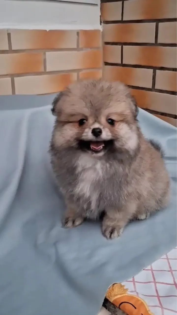 Spitz 