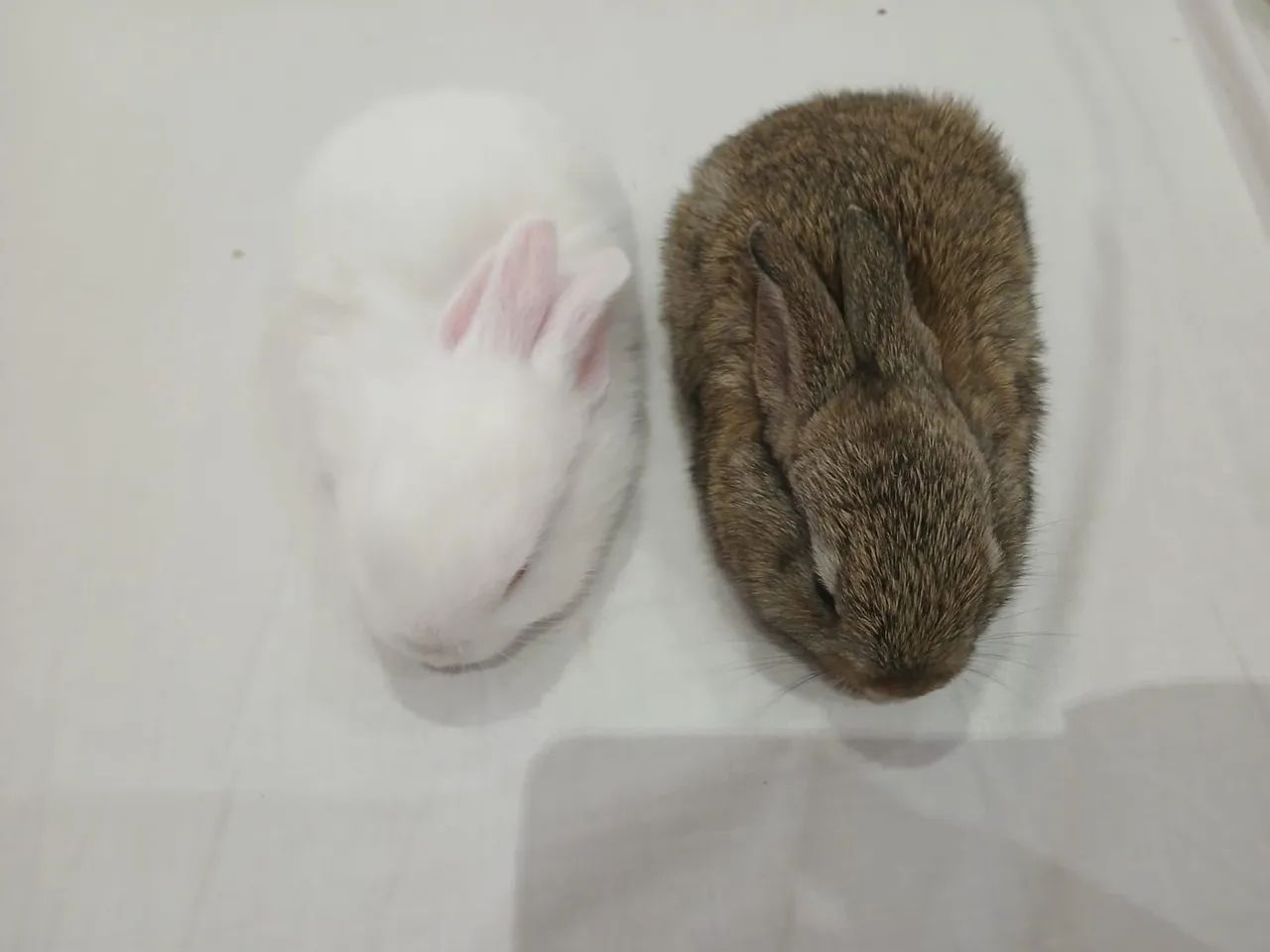 Lindos Coelhos - Foto 2