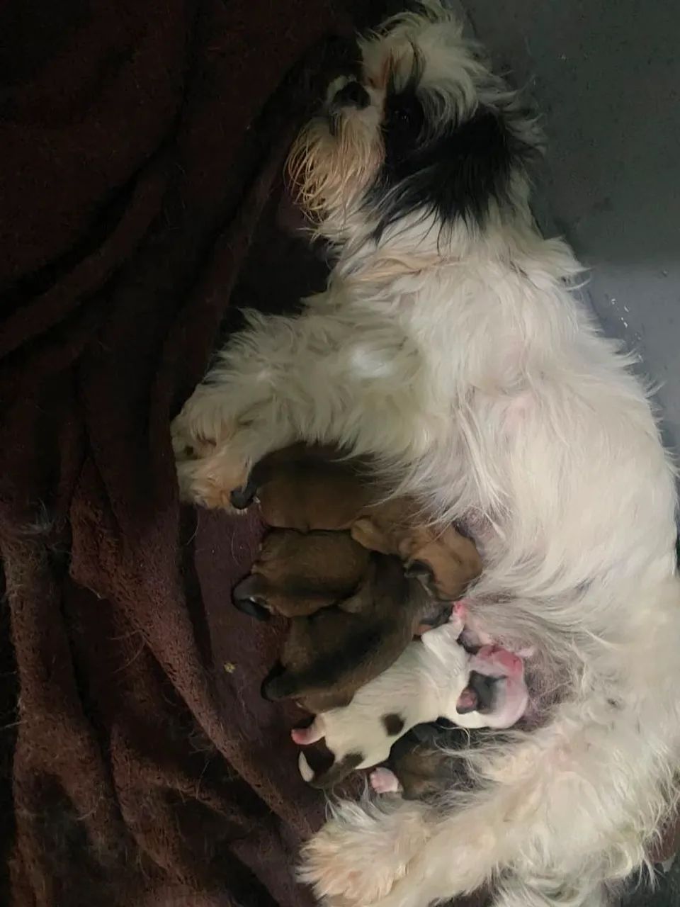 Pets - Foto 2