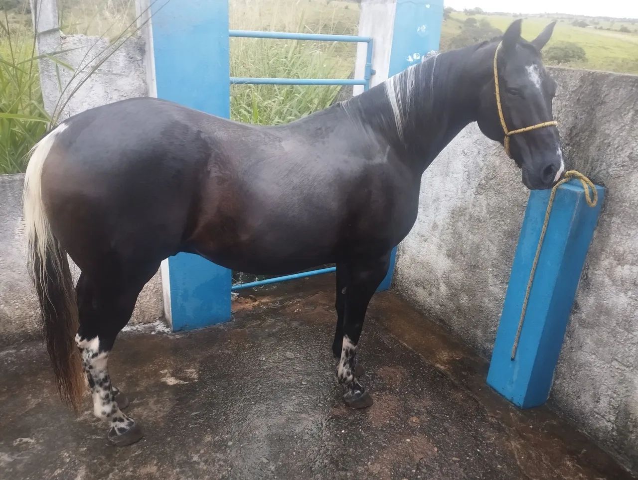 Cavalo Quarto de Milha - Foto 2