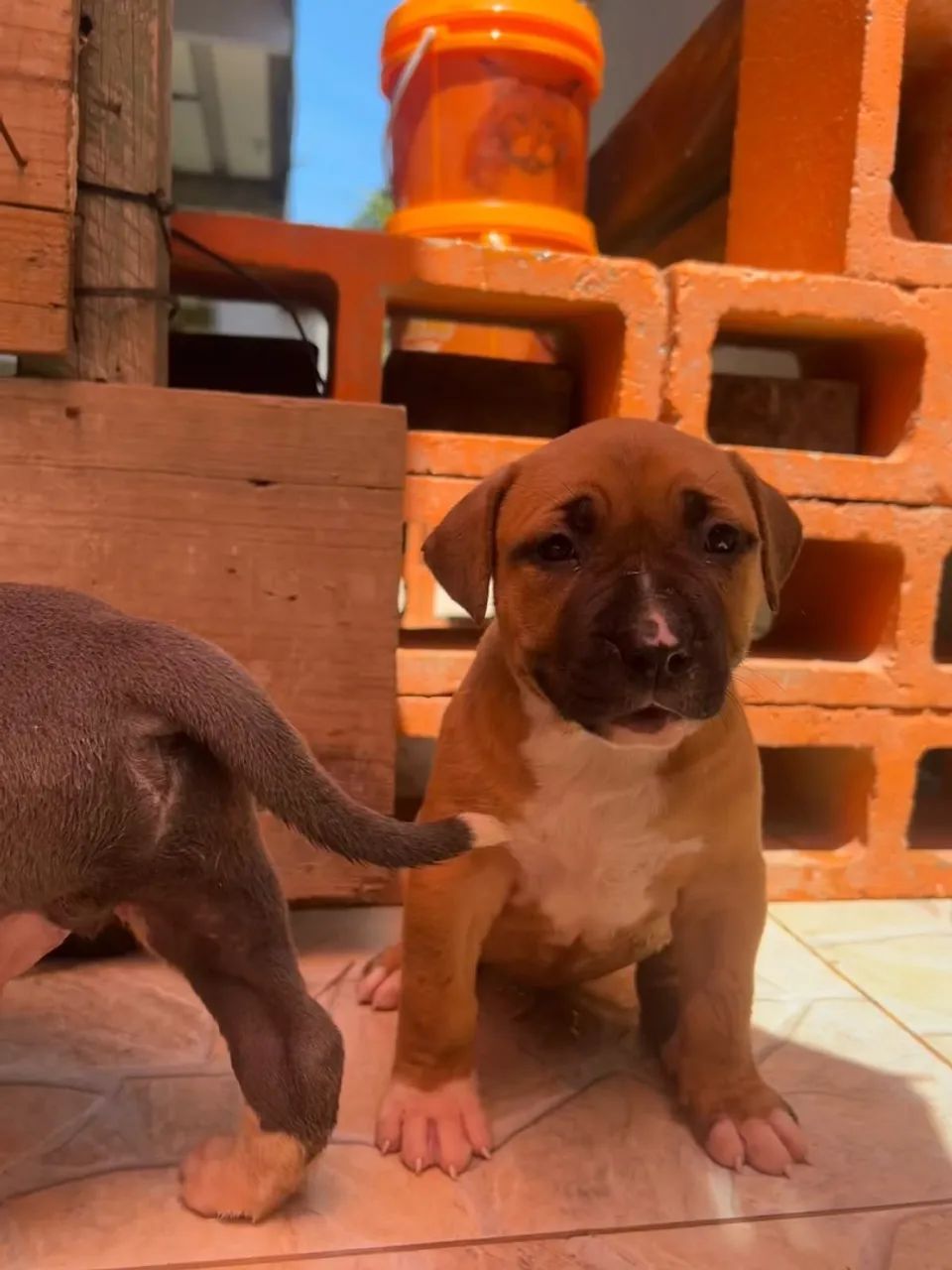 FILHOTES DE PITBULL  - Foto 4