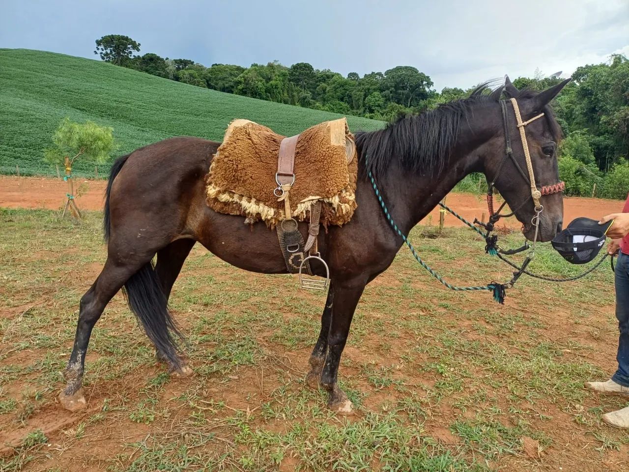 Egua domada  - Foto 2