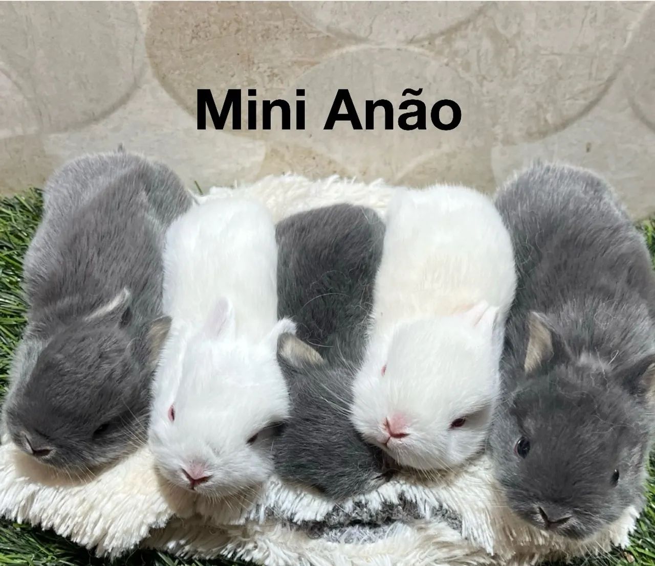 Mini coelhos - Foto 2