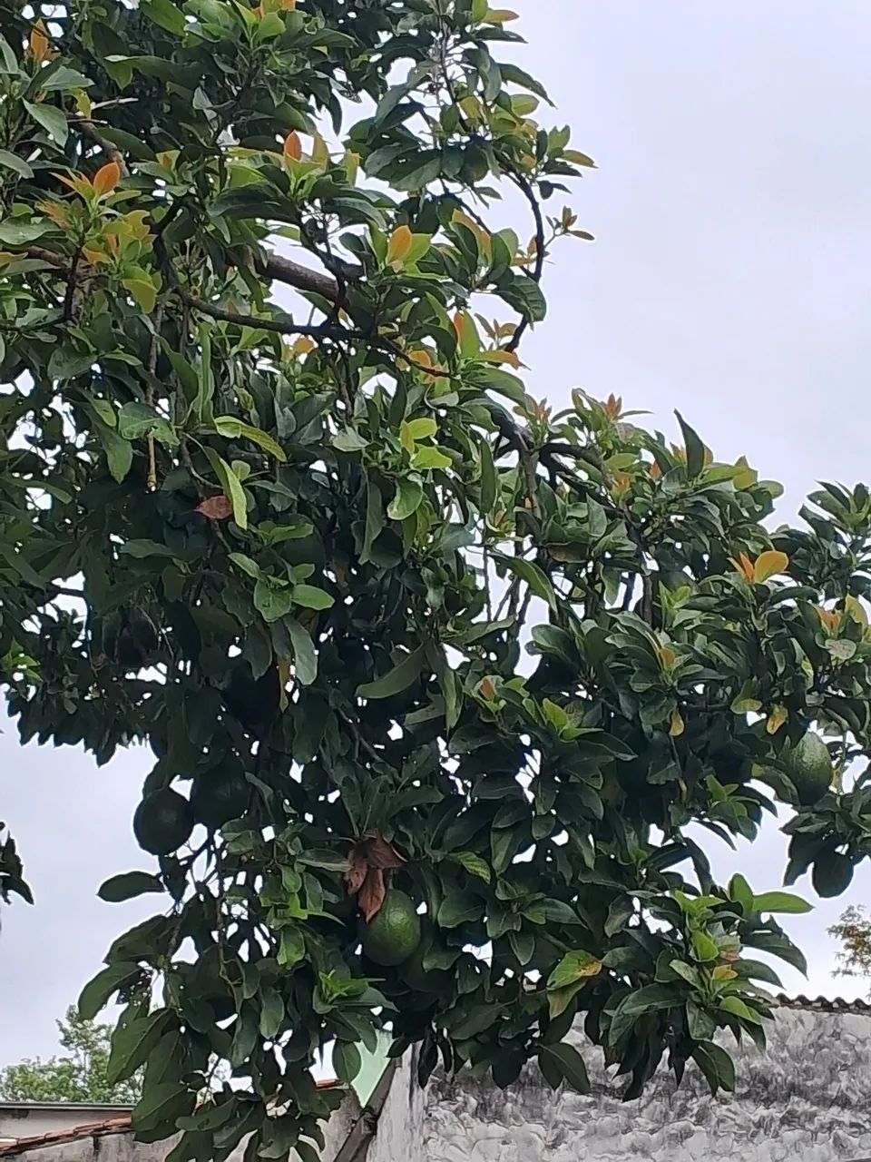 Abacate sem agrotóxicos  - Foto 5