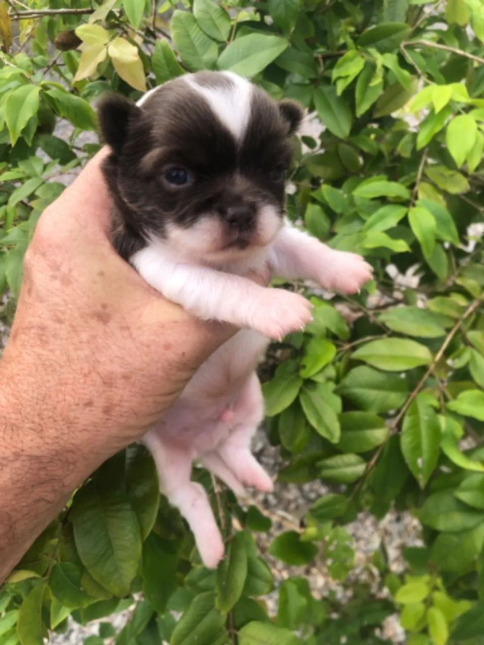 Macho chihuahua pelo longo chocolate com branco  - Foto 6
