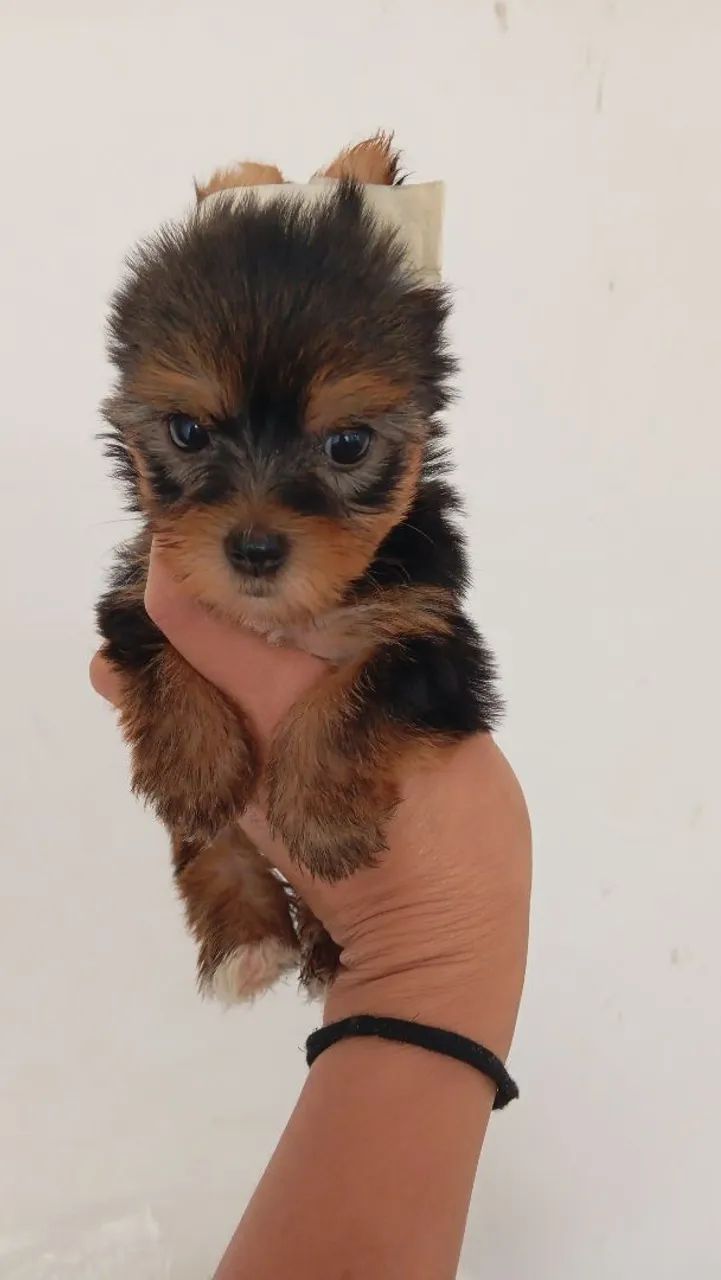 Lindas fêmeas yorkshire mini  - Foto 3