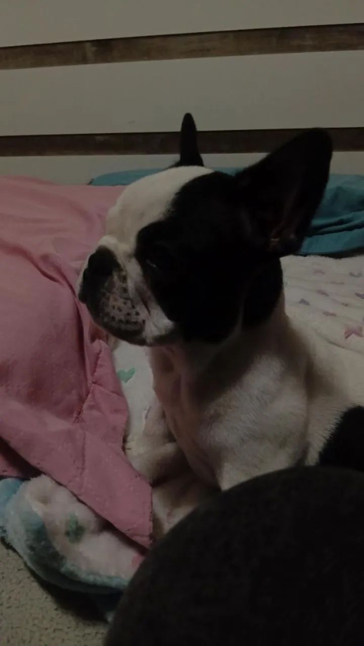 Dog $ - Foto 3
