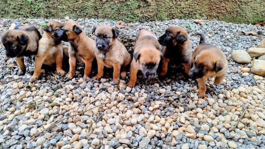 Pastor Belga Malinois - lindos filhotes machos e fêmeas! Oportunidade! - Foto 2
