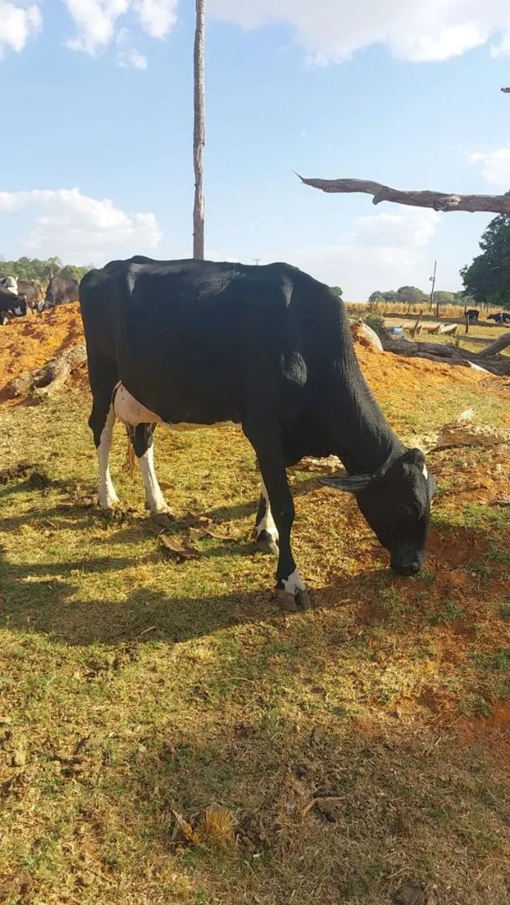 Vacas de leite  - Foto 5