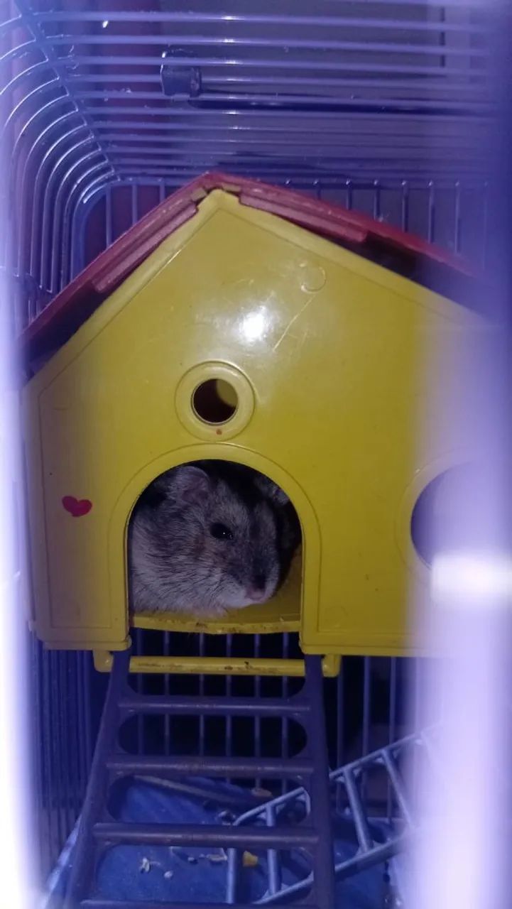 Vende-se Hamster 
