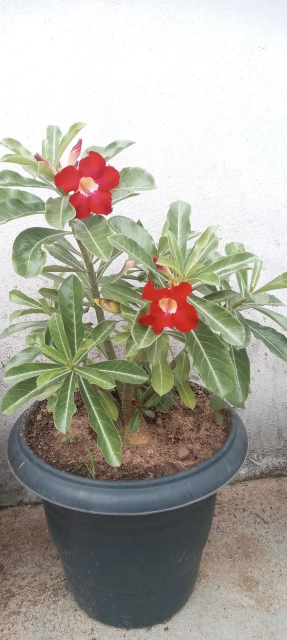 Plantas  - Foto 2