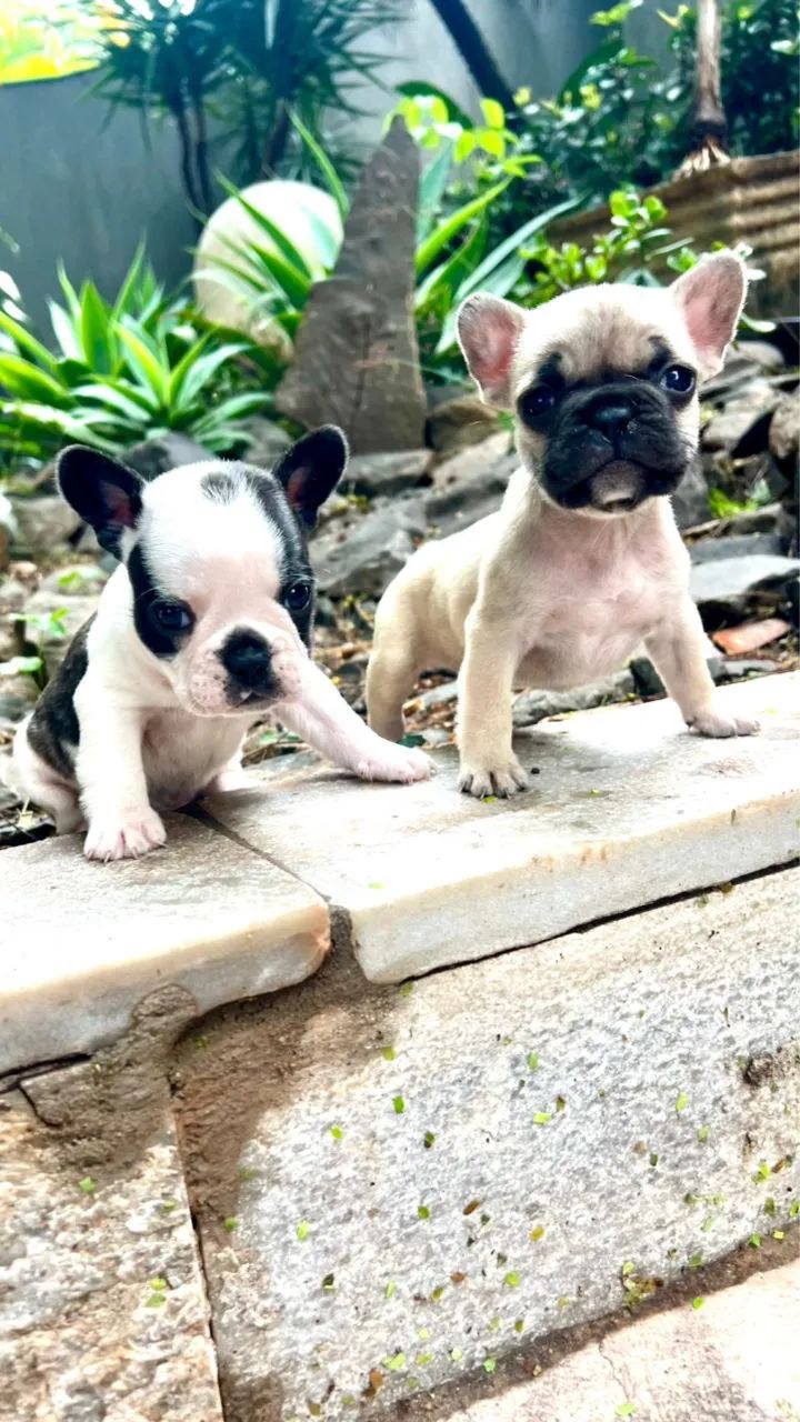 Bulldog Francês à pronta entrega! - Foto 5